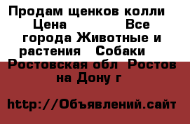 Продам щенков колли › Цена ­ 15 000 - Все города Животные и растения » Собаки   . Ростовская обл.,Ростов-на-Дону г.